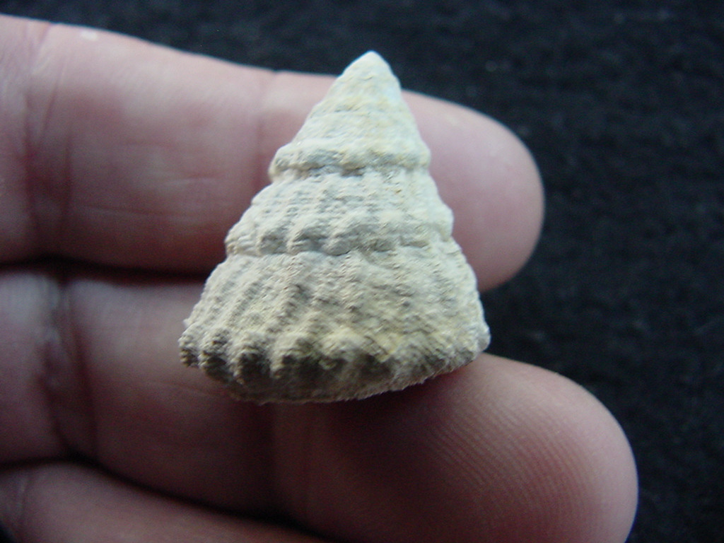 Astraea precursor fossil gastropod shell Brantley pit ap 16