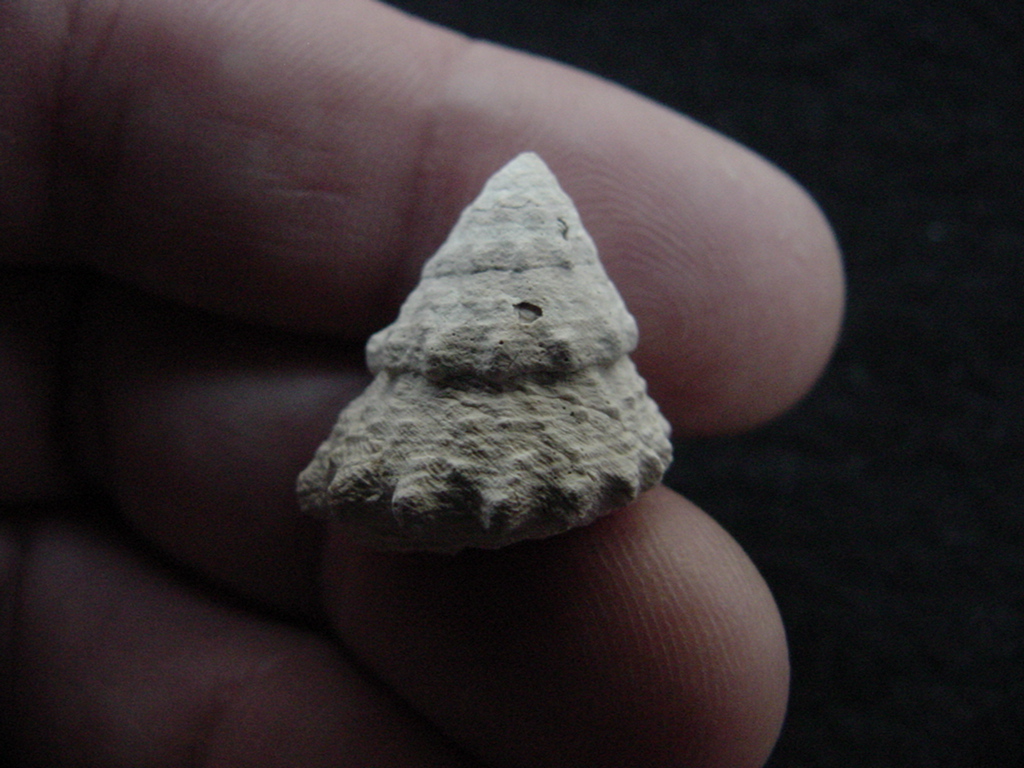 Astraea precursor fossil gastropod shell Brantley pit ap 30