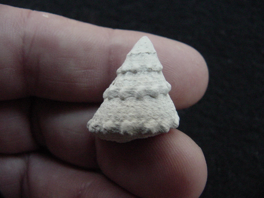 Astraea precursor fossil gastropod shell Brantley pit ap 47