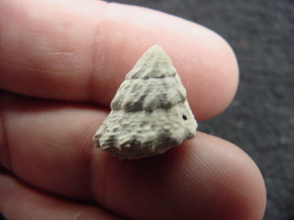 Astraea precursor fossil gastropod shell Brantley pit ap 61