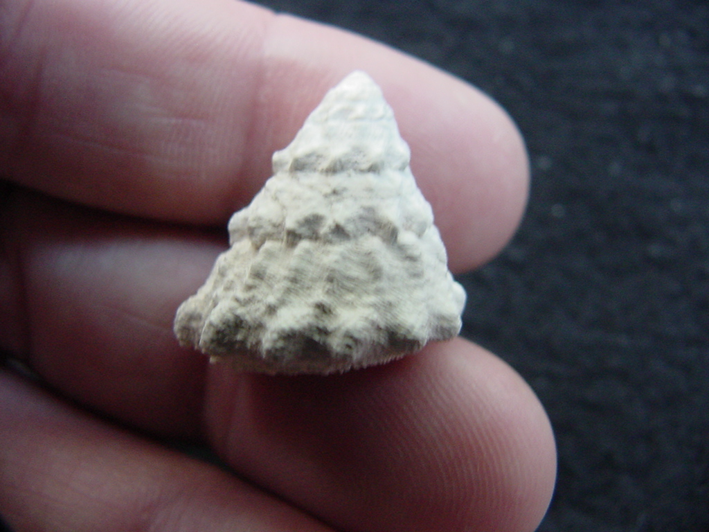Astraea precursor fossil gastropod shell Brantley pit ap 62