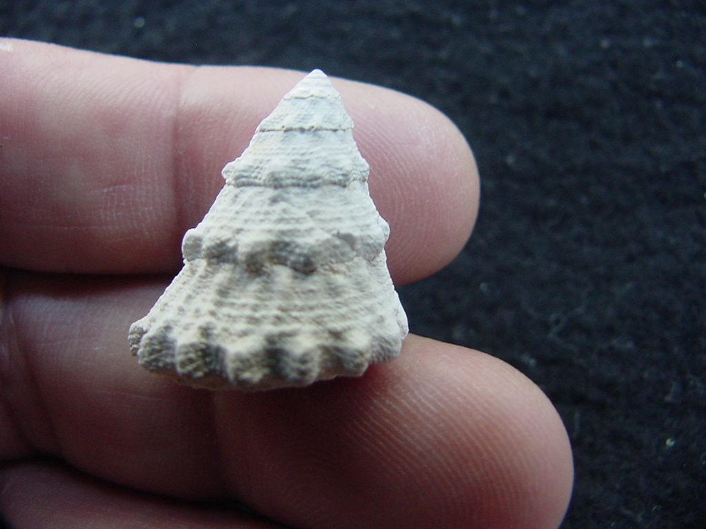 Astraea precursor fossil gastropod shell Brantley pit ap 63