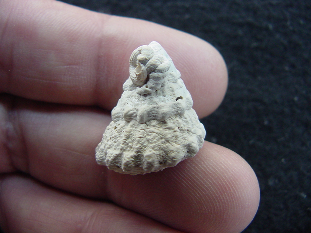 Astraea precursor fossil gastropod shell Brantley pit ap 65