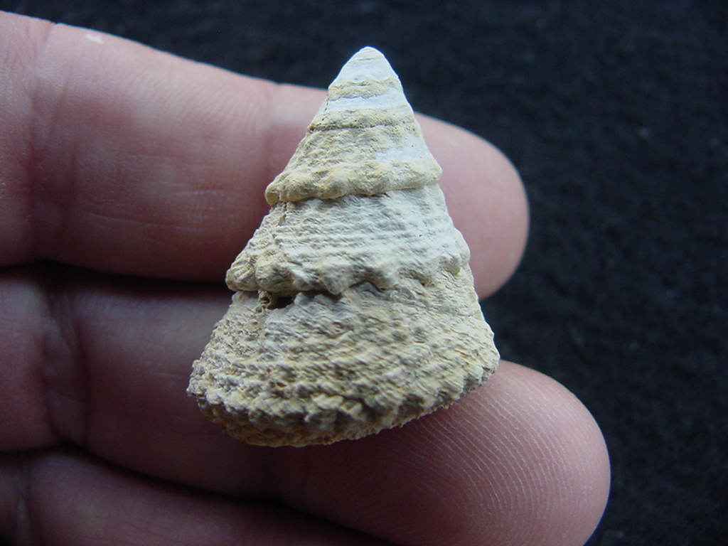 Astraea precursor fossil gastropod shell Brantley pit ap 67