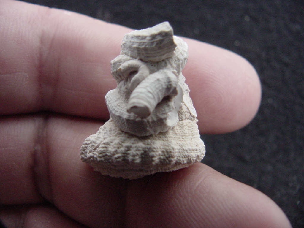 Astraea precursor fossil gastropod shell Brantley pit ap 69