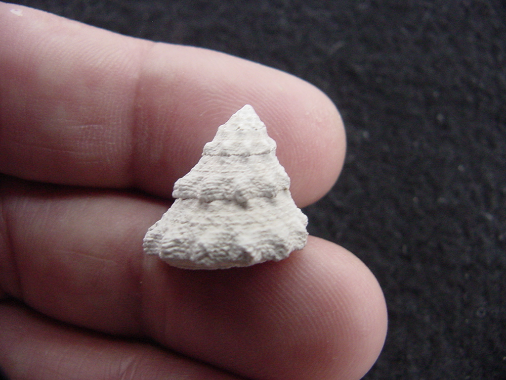 Astraea precursor fossil gastropod shell Brantley pit ap 70