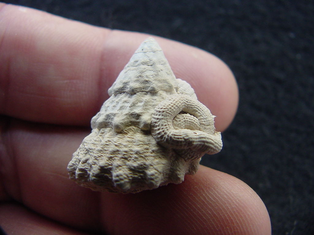 Astraea precursor fossil gastropod shell Brantley pit ap 71
