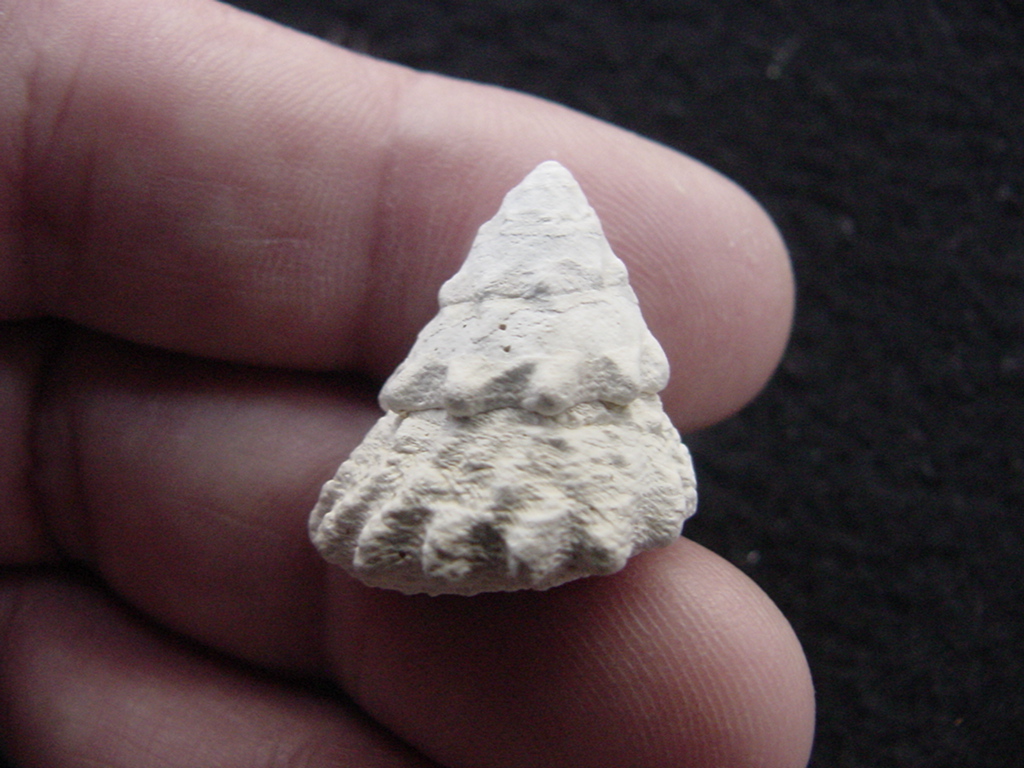Astraea precursor fossil gastropod shell Brantley pit ap 72