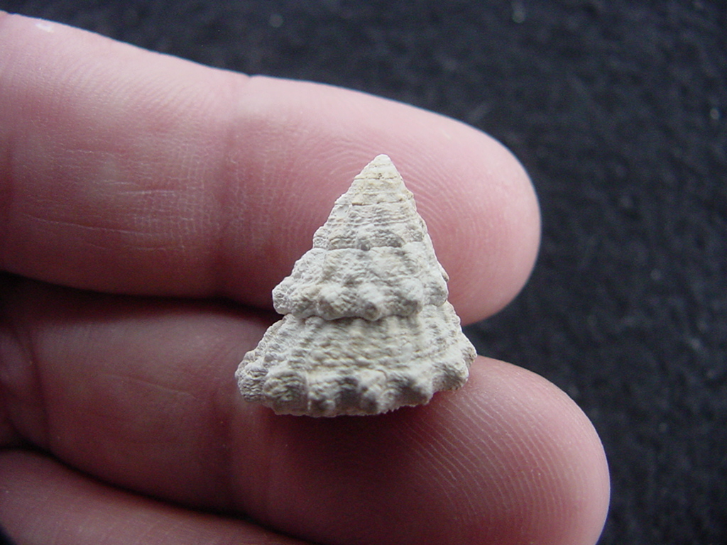 Astraea precursor fossil gastropod shell Brantley pit ap 73