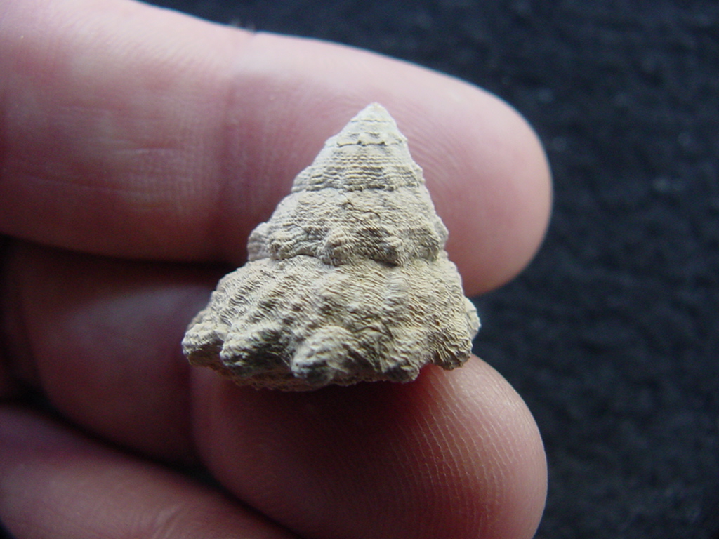 Astraea precursor fossil gastropod shell Brantley pit ap 86