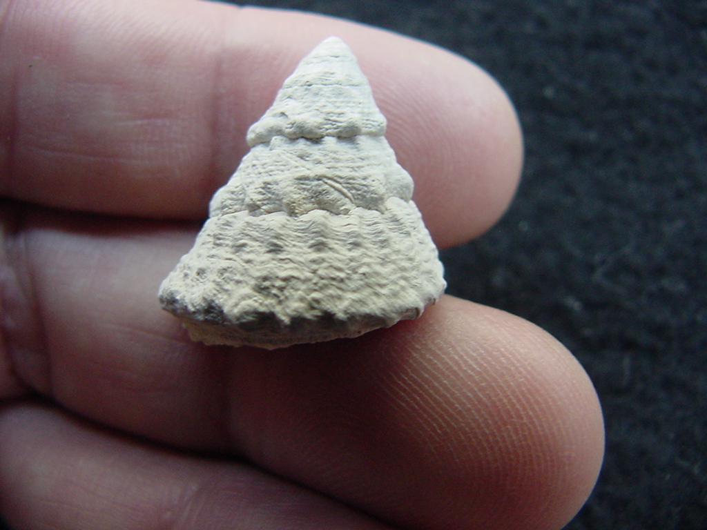 Astraea precursor fossil gastropod shell Brantley pit ap 87