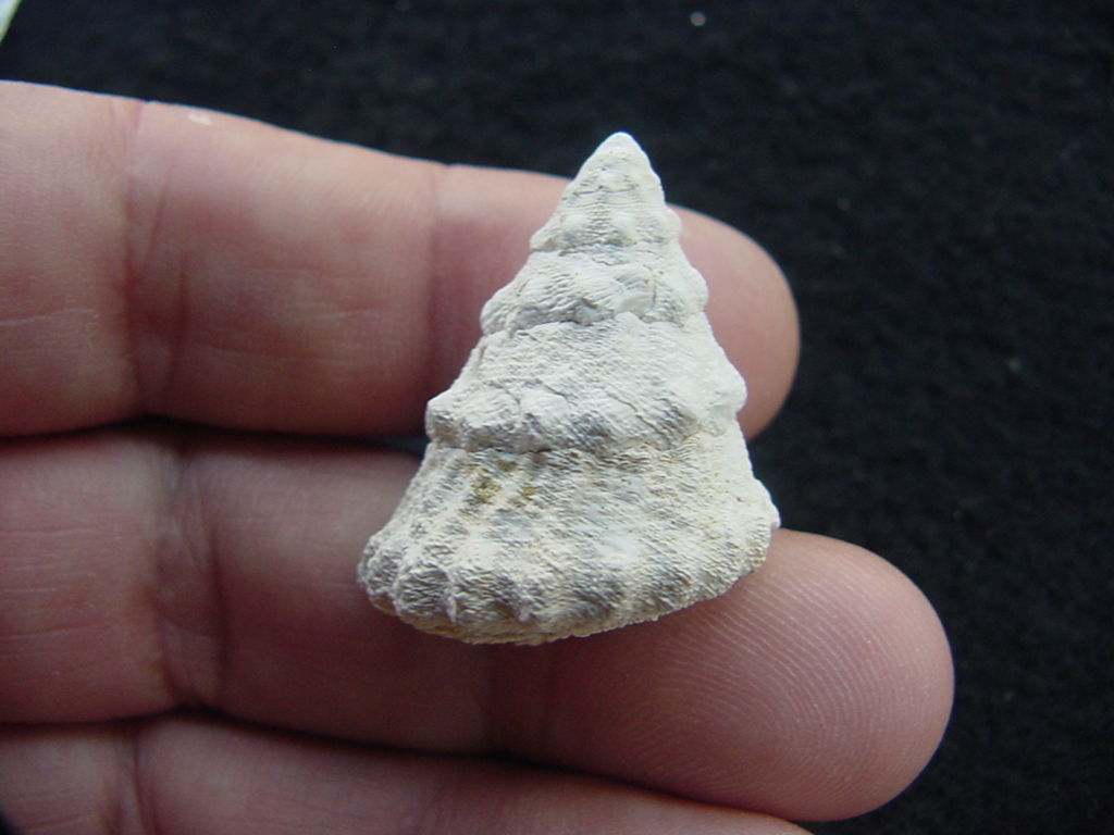 Astraea precursor fossil gastropod shell Brantley pit ap 89
