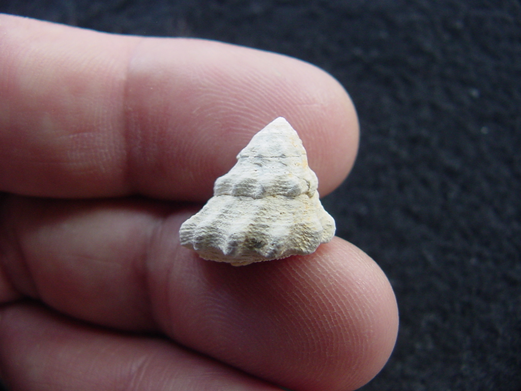 Astraea precursor fossil gastropod shell Brantley pit ap 91