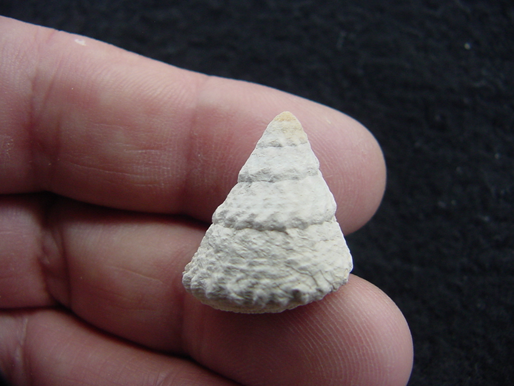 Astraea precursor fossil gastropod shell Brantley pit ap 92