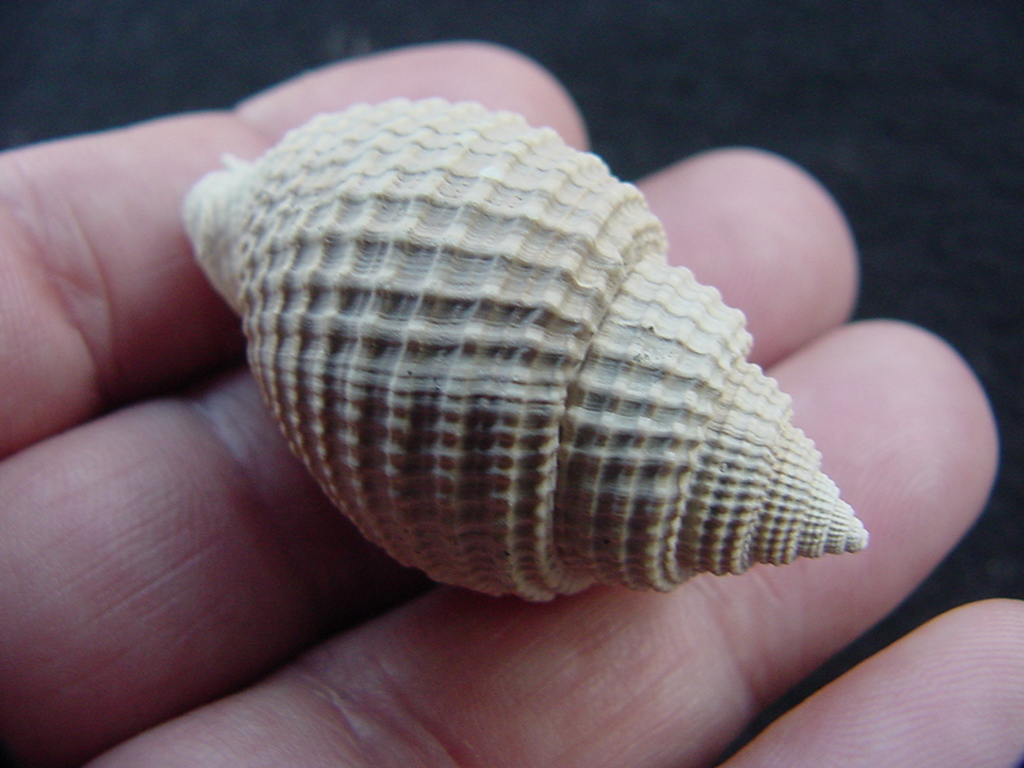 Cancellaria conradiana fossil shell gastropod mollusks ca 10