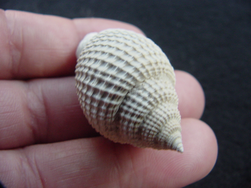 Cancellaria conradiana fossil shell gastropod mollusks ca 6