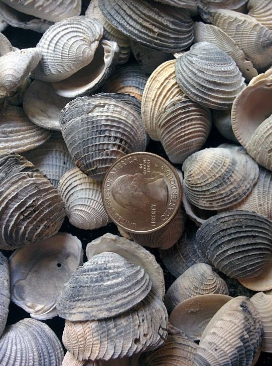 Fossil Shells For Arts & Crafts