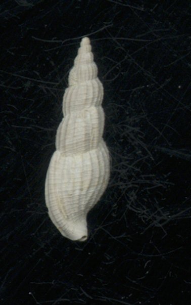 Colubraria lanceolata
