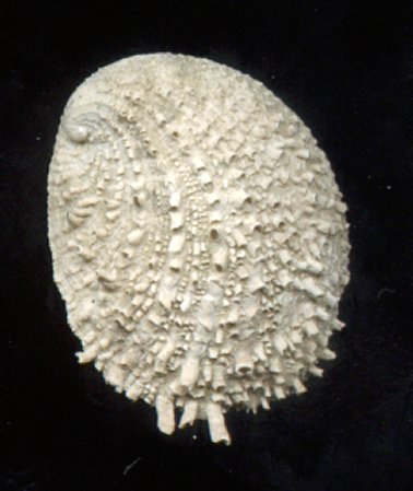 Crepidula spinosa