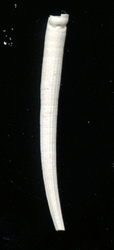 Dentalium eboreum