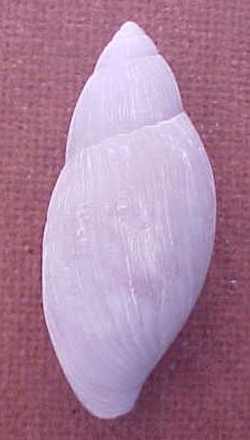 Euglandina truncata