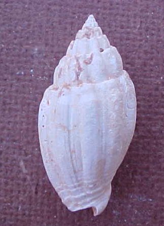 Falsilyria pyenopleura