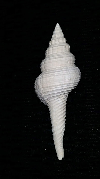Fusinus caloosaensis