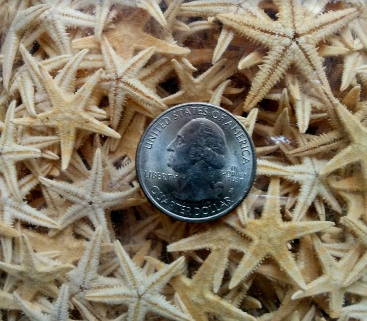 Flat Dried Starfish Star fish