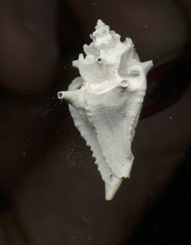 Talityphis floridanus