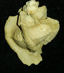 Pterorhytis fluviana