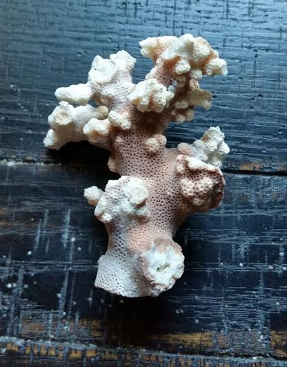 Wicca Sea Alter Coral nautical ocean modern day coral wic18