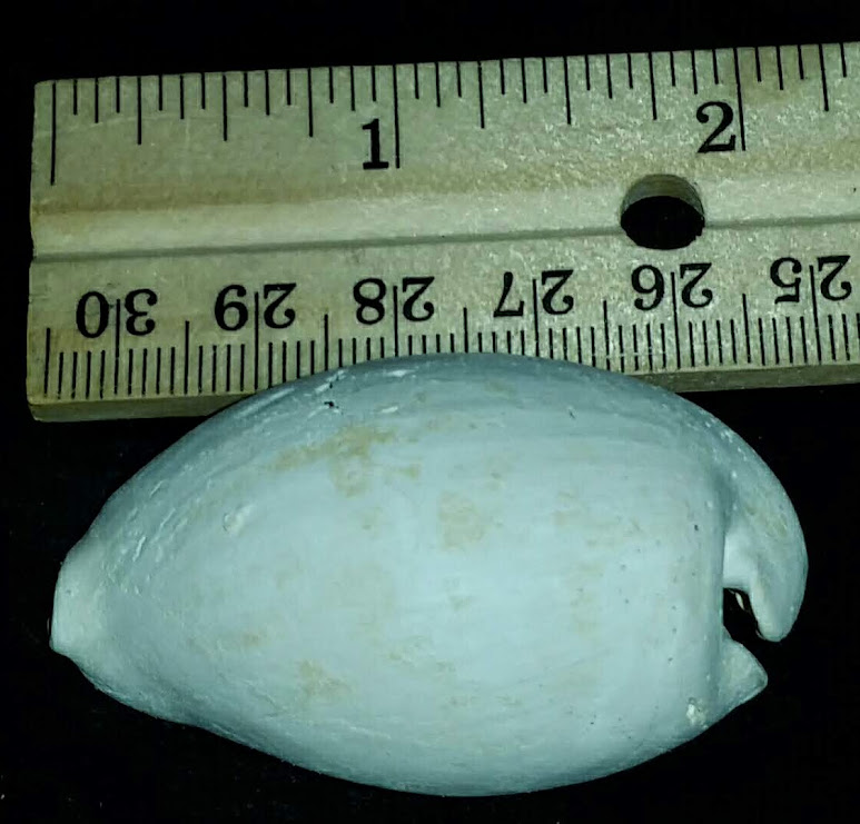 Cypraea Cowrie Brantley Pit You Name Special cwb43
