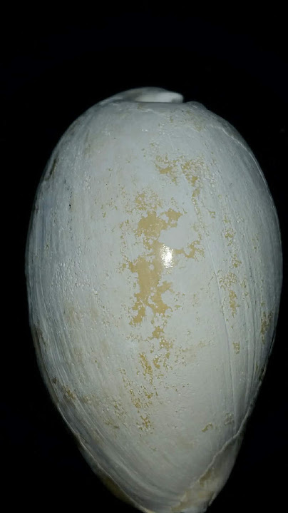 Cypraea Cowrie Brantley Pit You Name Special cwb31