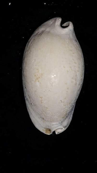 Cypraea Cowrie Panther Pit You Name Special ync44