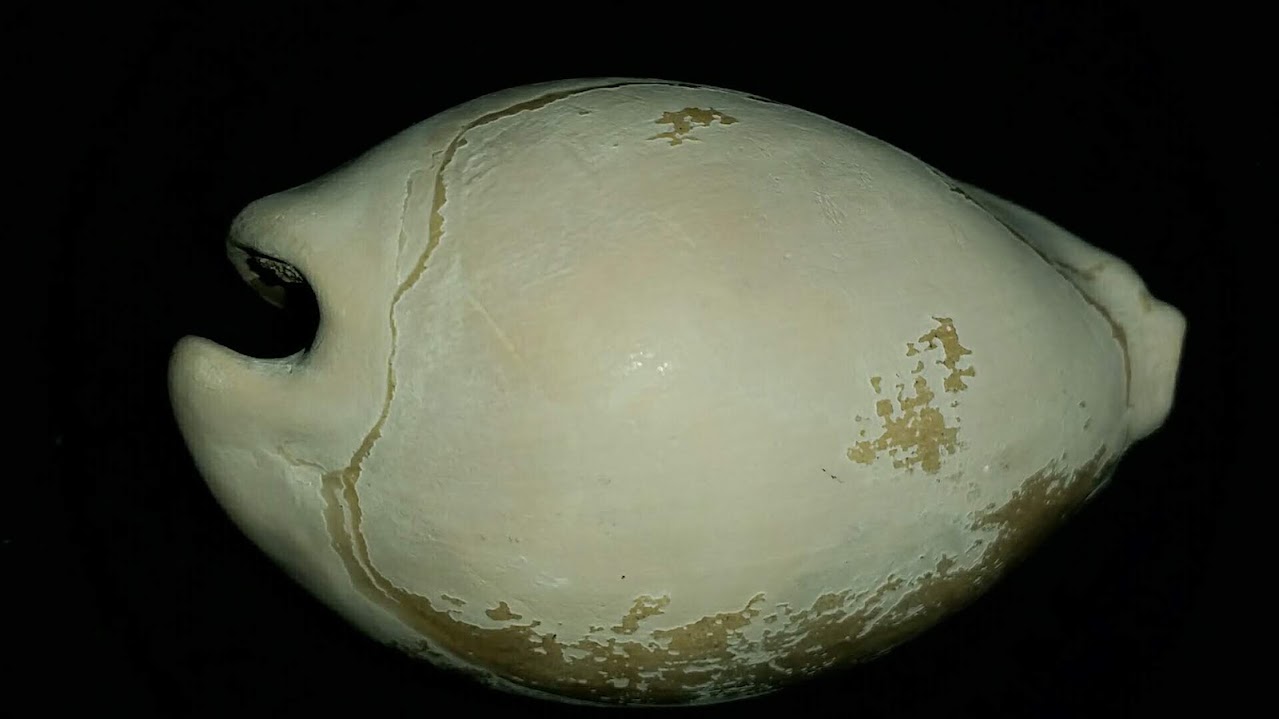 Cypraea Cowrie Panther Pit You Name Special ync47