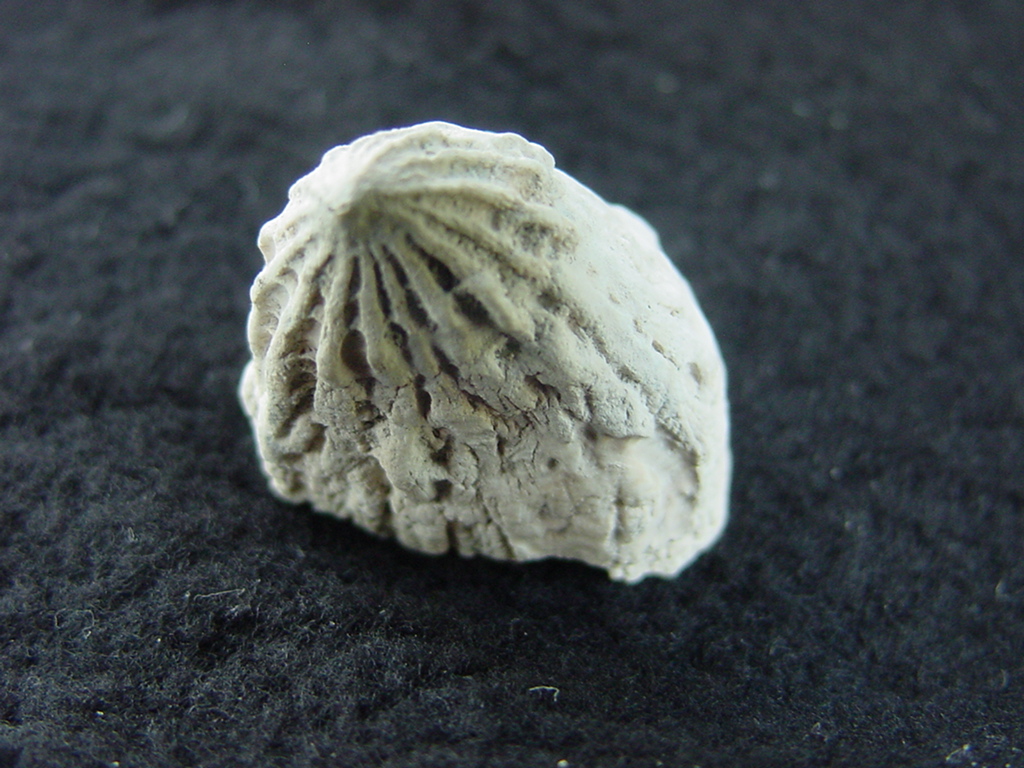 Crucibulum scutellatum fossil gastropod Pinecrest beds cr 10