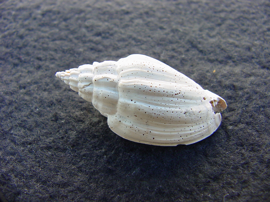 Falsilyria pyenopleura