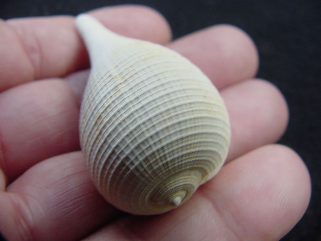 Ficus caloosahatchiensis fragile fossil shell gastropod ff 17
