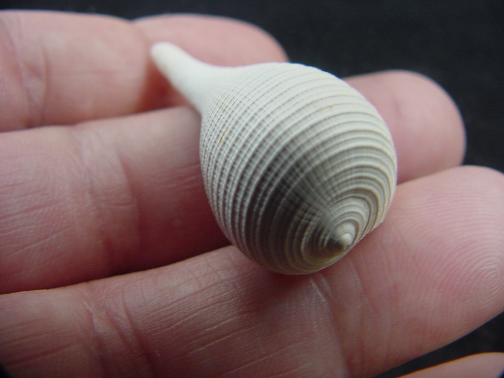 Ficus caloosahatchiensis fragile fossil shell gastropod ff 24