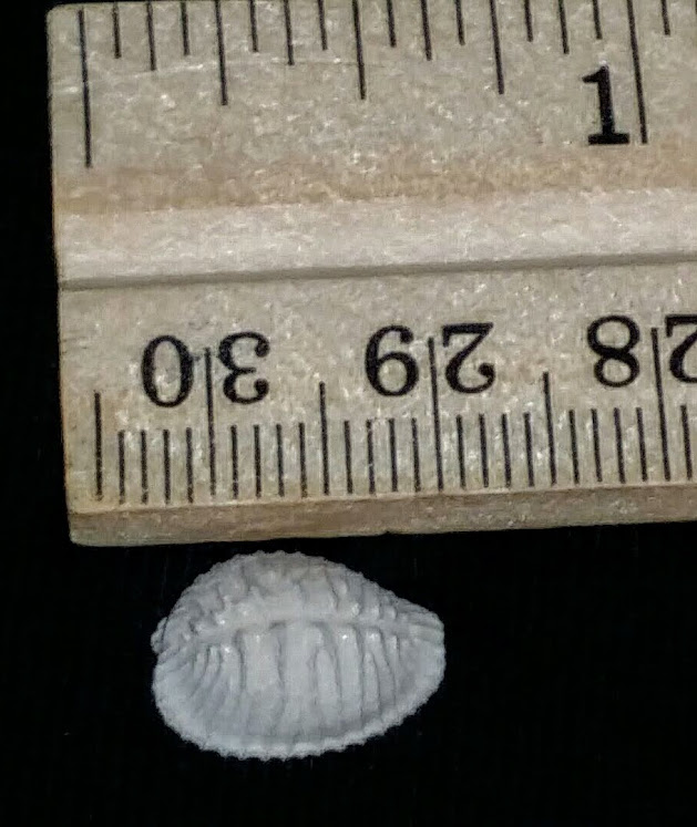 Triviidae Trivia Florida fossilized / fossil trivia shell yrv45