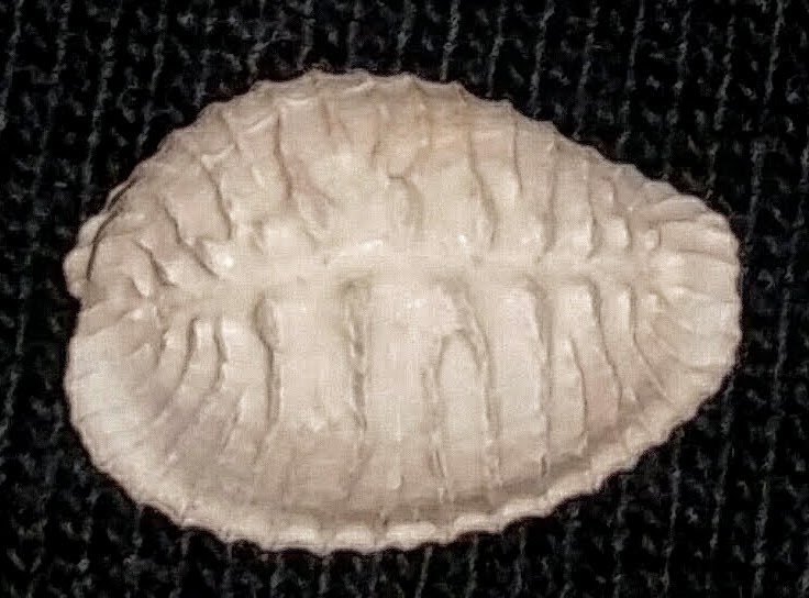 Fossil Triviidae-Pusula