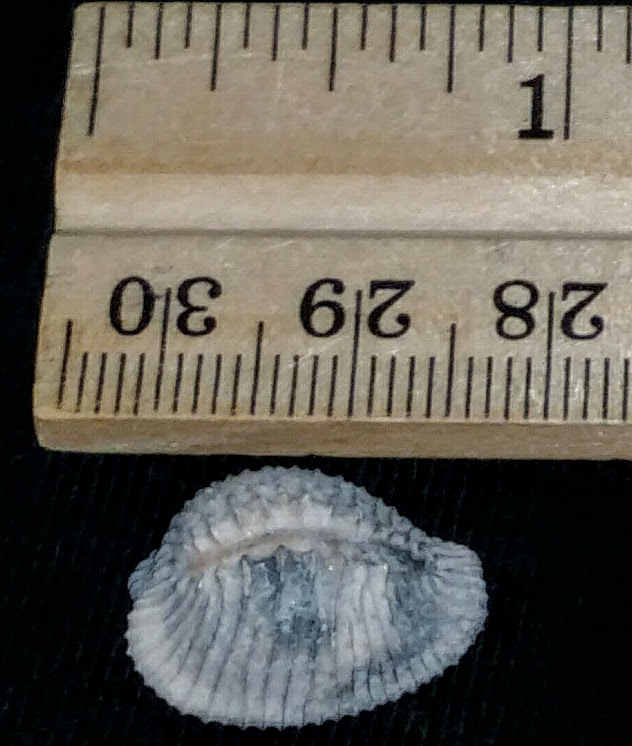 Triviidae Trivia Florida fossilized / fossil trivia shell yrv49