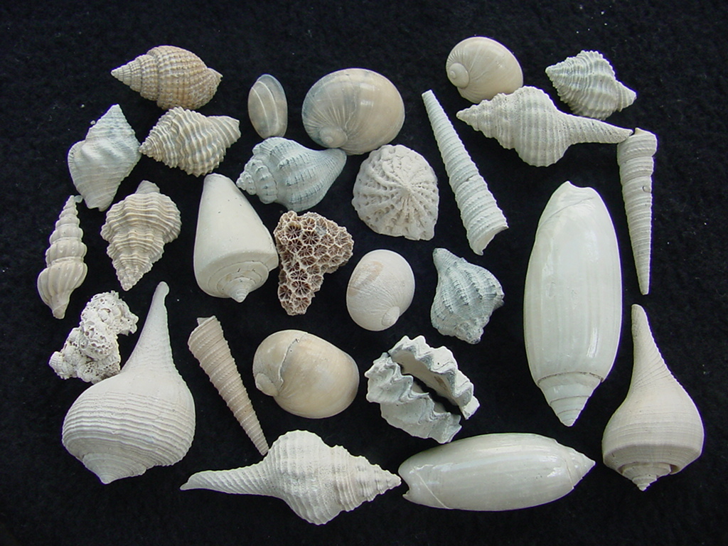 Fossil shell collections small sea shells 25 pieces sp 2 : Southern Arrow,  Fossil Shells From Southern Arrow For Sale