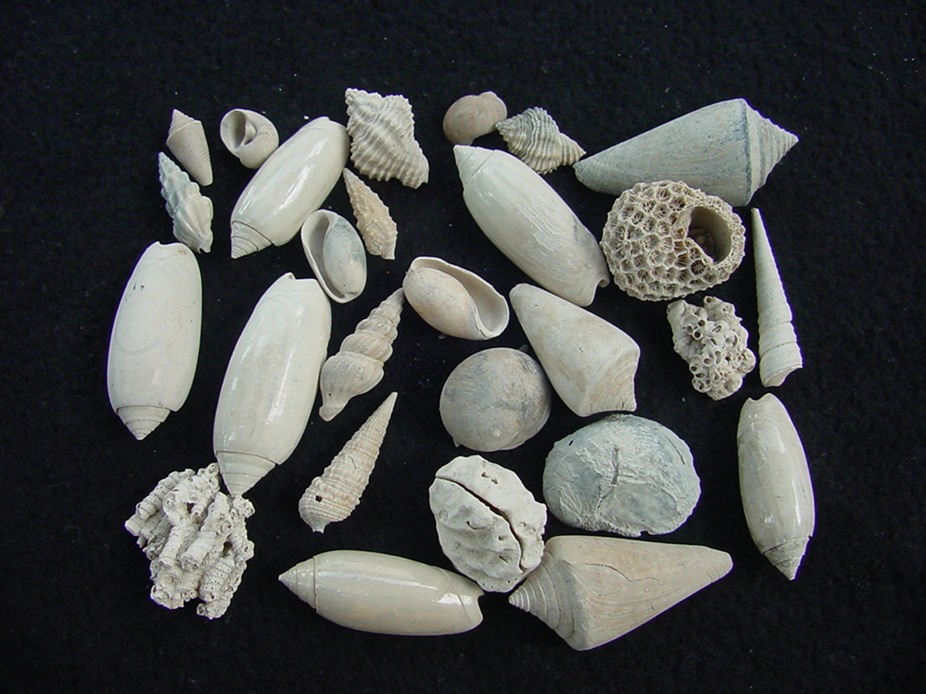 Fossil shell collections small sea shells 25 pieces sp 27
