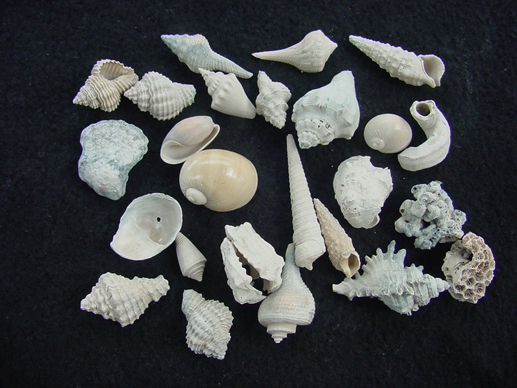 Fossil shell collections small sea shells 25 pieces sp 29