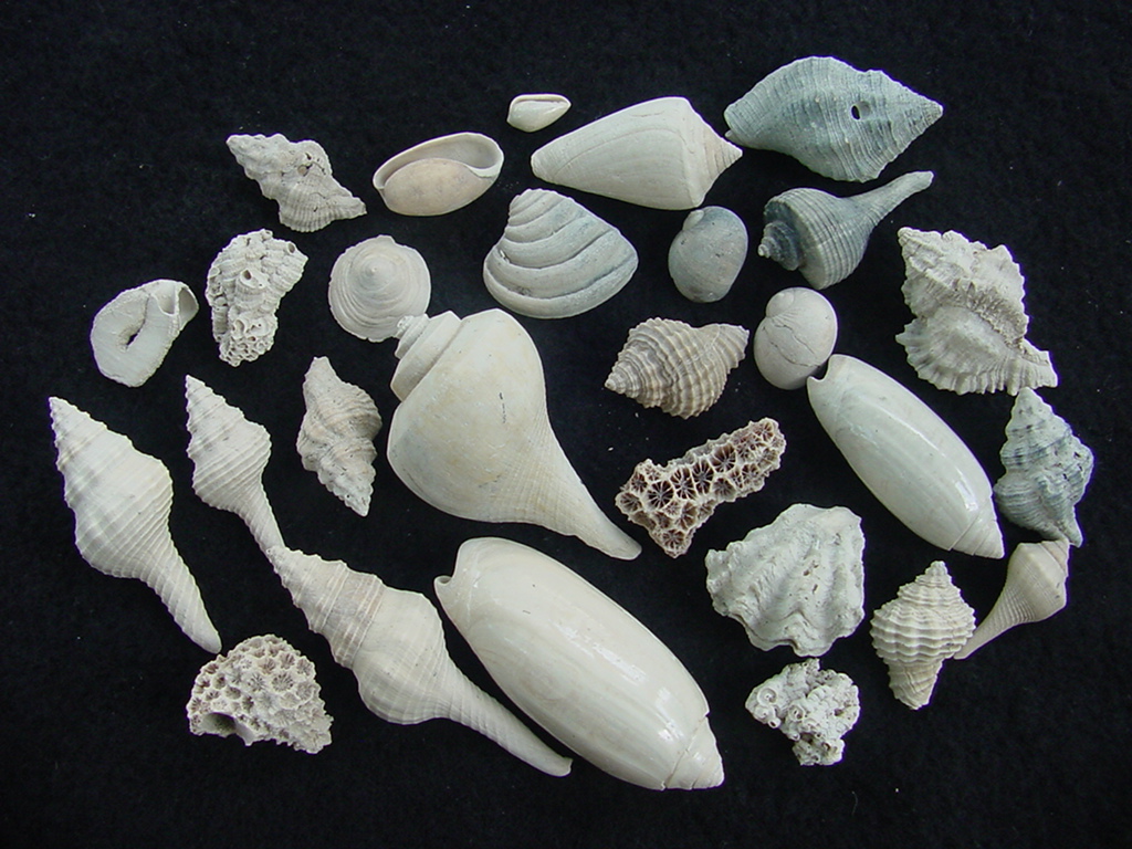 Fossil shell collections small sea shells 25 pieces sp 33