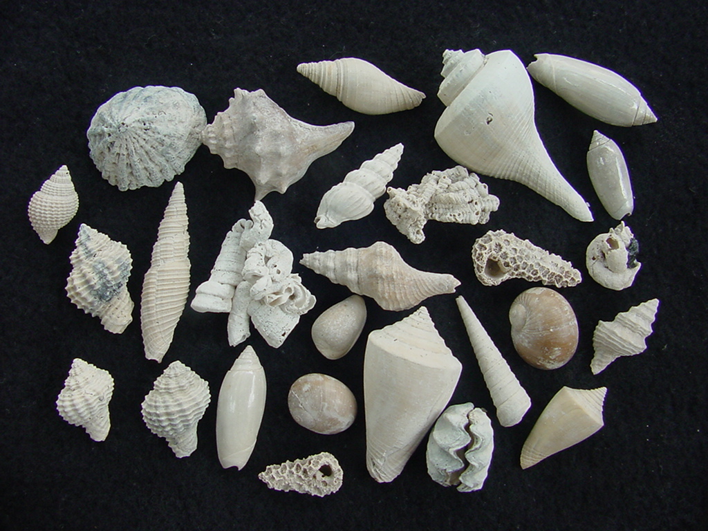 Fossil shell collections small sea shells 25 pieces sp 35