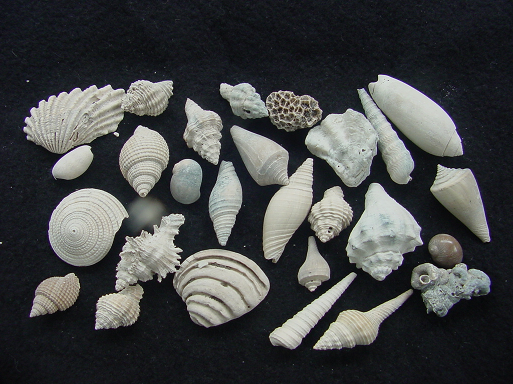 Fossil shell collections small sea shells 25 pieces sp 5 : Southern Arrow,  Fossil Shells From Southern Arrow For Sale