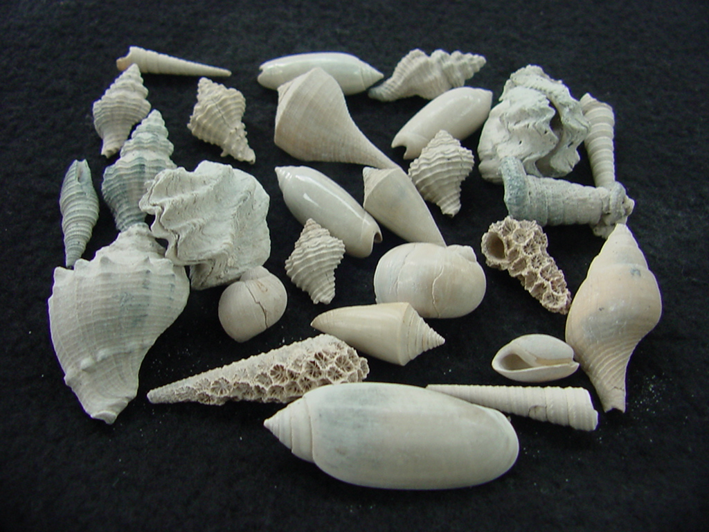 Fossil shell collections small sea shells 25 pieces sp 76