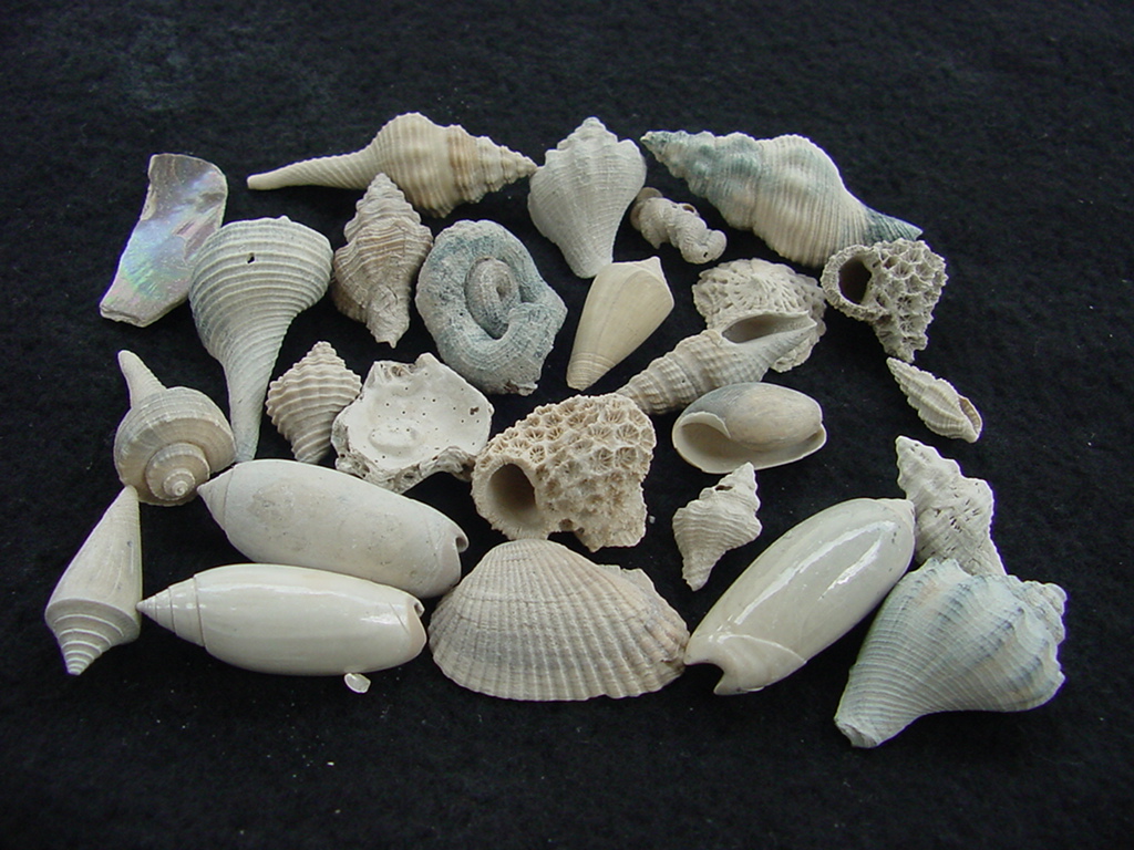 Fossil shell collections small sea shells 25 pieces sp 77